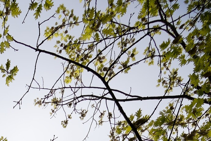 DSC_9881_CA_DP3