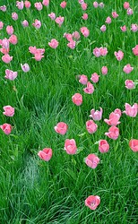 2011-04_Buga_Tulpen_2592_Nik