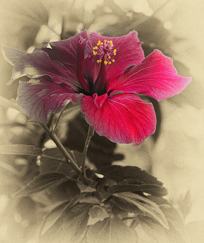 Hibiscus_DxO