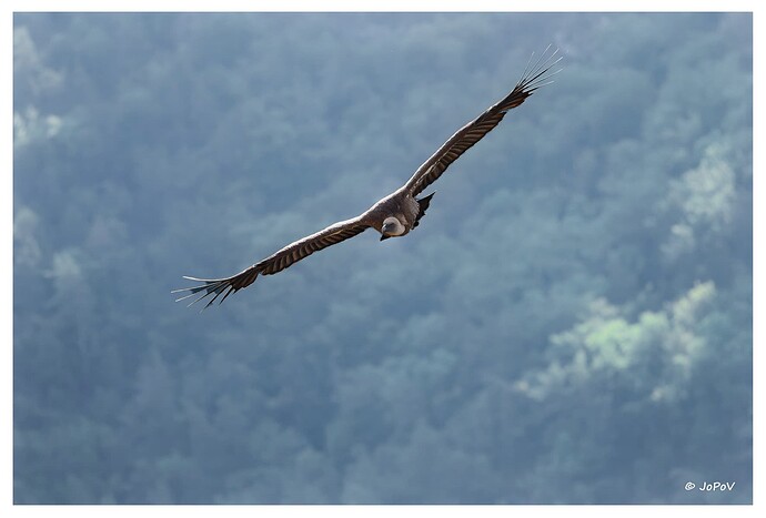 Vulture_edited_by_JoJu