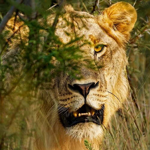 Lion in the bush