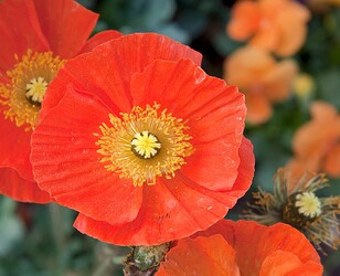 2011-04_Buga_Tulpen_2609_Nik