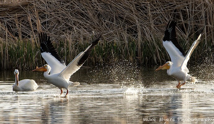 MM2_1389  2022-04-26_openWith_DxO-2