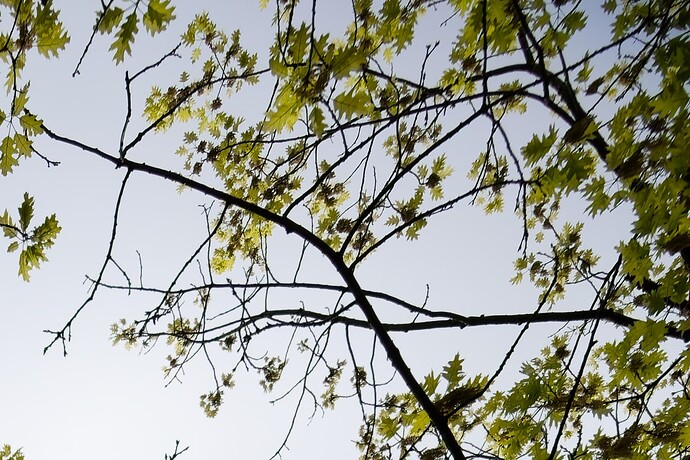 DSC_9881_CA_XD2s