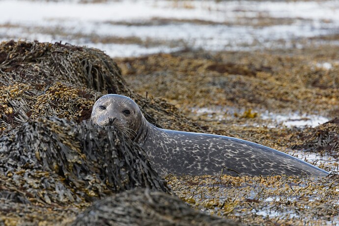 20240521 Ytru Tunga phoque curieux