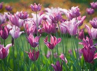 2011-05-08_Buga_Blumen_2854_Nik