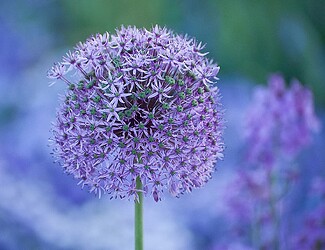 2011-05-13_Buga_Blumen_3008_Nik