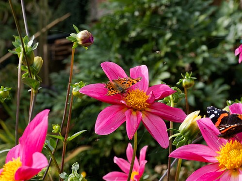 OA050846_DxO