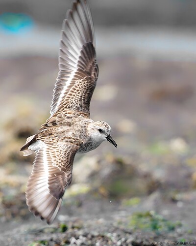 DG1_20251113_1_3726_1_DxD