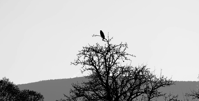 _DSC3100_DxO_mono
