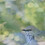fairy-wren