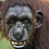 SeventhMonkey